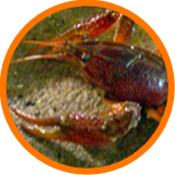 Crayfish