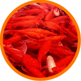 Comet Goldfish