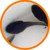 Bullfrog Tadpoles