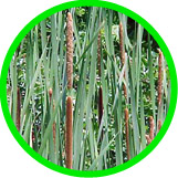 Cattails