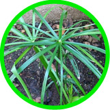 Palm
