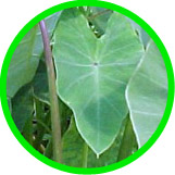 Taro