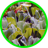 Water Lettuce