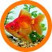 Fan-Tailed Goldfish