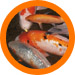 Koi