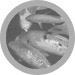 Koi
