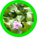 floating plants