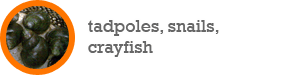 tadpoles, snails, crayfish and other creatures