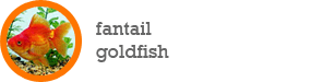 fan-tailed gold fish