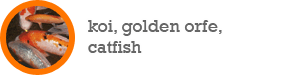 koi, golden orfe, catfish
