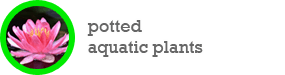 potted plants