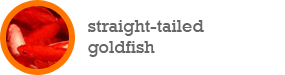 straight-tailed gold fish